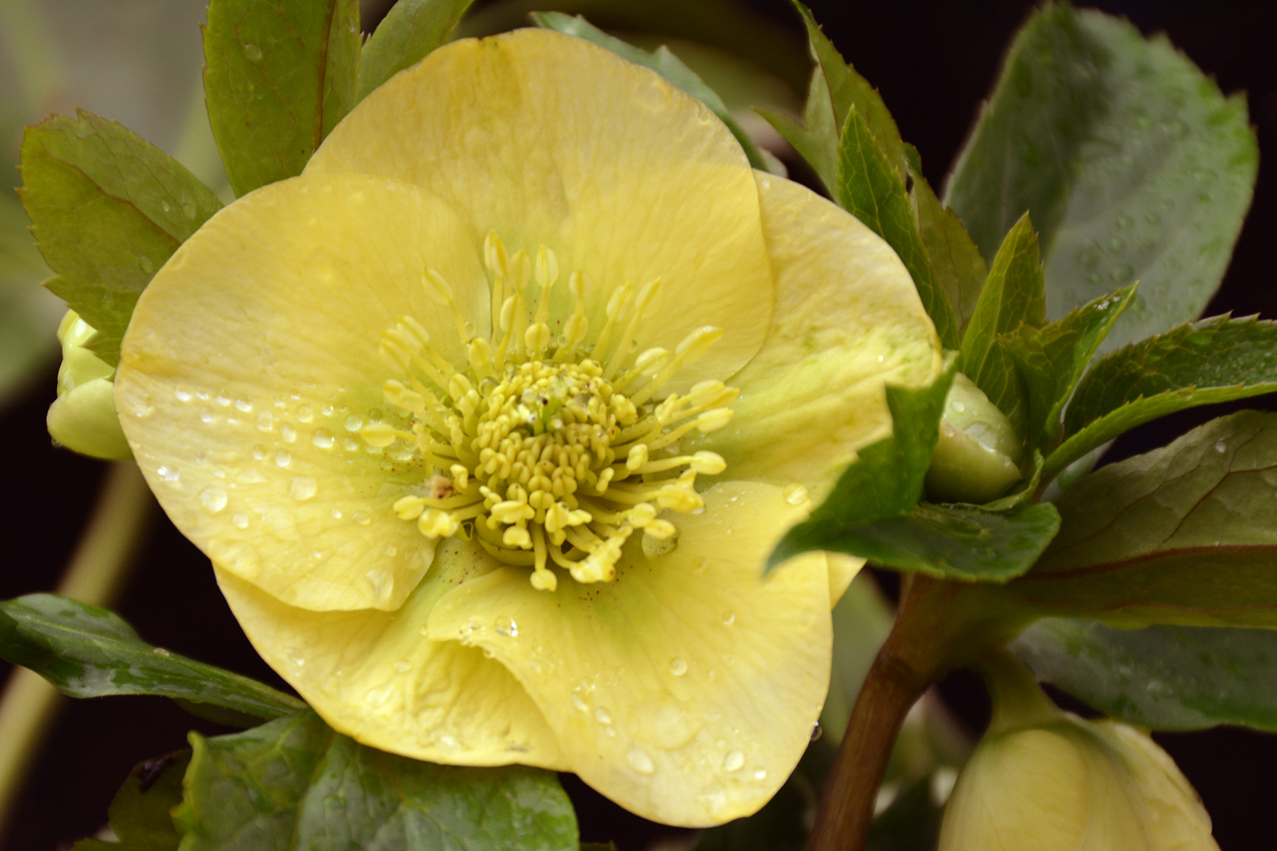 Helleborus 'Golden Sunrise' 1gl plant — Petal Heads